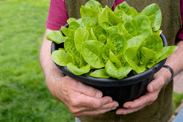 Fresh young romaine lettuce plants home grown in a planter.