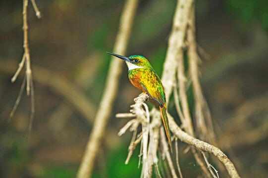 Portrait of a Jacamar (Galbulidae) in a woodland reserve; Grafton, Tobago, Trinidad and Tobago