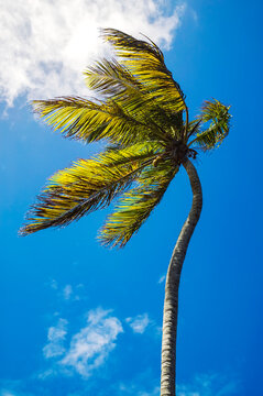 Coconut palm at Dennery, on the east coast of St Lucia, in the Caribbean; Dennery, St. Lucia