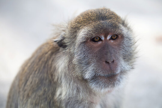 A portrait of a macaque.