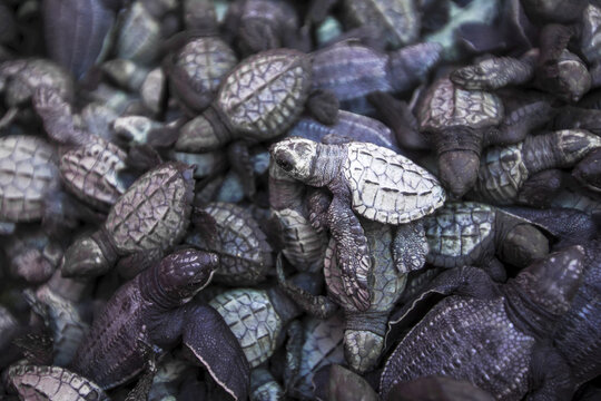 Freshly hatched leatherback and olive ridley sea turtles about to be released into the ocean.