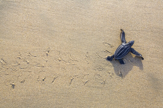 A freshly hatched leatherback sea turtle makes it's way across the beach toward the ocean.