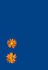 Fresh orange flowers on blue background. Spring, summer concept. Empty place for inspirational, emotional, sentimental text or quote. Greeting card.