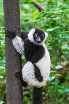 Black-and-white ruffed lemur (Varecia variegata) at Monkeyland Primate Sanctuary near Pletteberg Bay in South Africa; South Africa