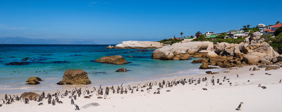 A colony of South African penguins (Spheniscus demersus) along Boulders Beach at the water's edge in Simon's Town; Cape Town, Western Cape Province, South Africa