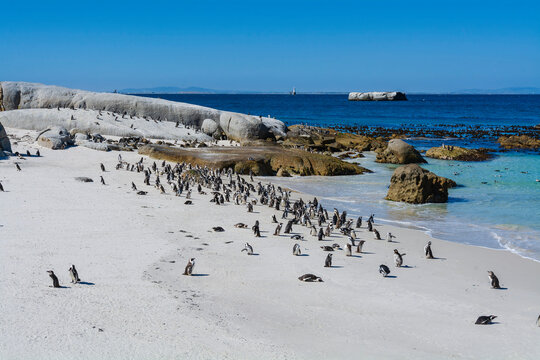 Colony of South African penguins on Boulders Beach in Simon's Town, Cape Town, South Africa