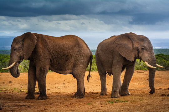 Two African elephants (Loxodonta) standing on the savanna back to back under a stormy sky at Addo Elephant National Park; Eastern Cape, South Africa