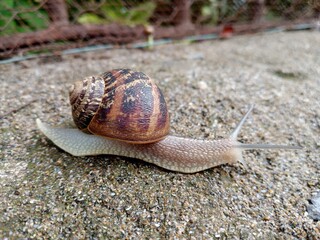 snail on leaf, Istanbuler Schnecke 🐌