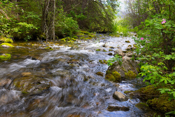Obraz premium stream in the forest