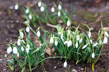 Lots of white spring flowers with green juicy foliage, closeup, primroses.