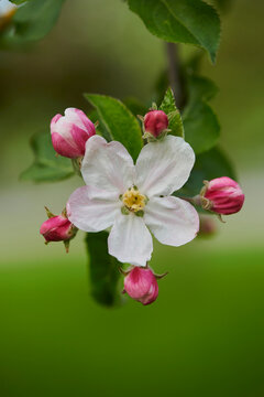 Close-up of a delicate flower blossom surrounded by buds on a domestic apple tree (Malus domestica) in spring; Bavarian Forest, Bavaria, Germany