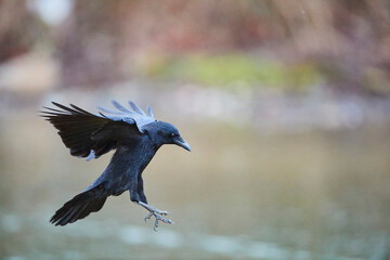 Flying Carrion crow (Corvus corone) coming in to land; Bavaria, Germany