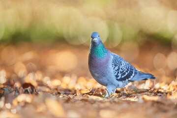 Portrait of a Feral pigeon (Columba livia domestica), standing on the ground with autumn colours; Bavaria, Germany