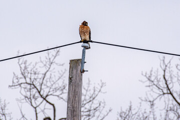 Hawk perched on telephone pole above treetops in winter keeping watch over neighborhood