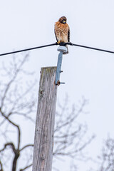 Hawk perched on telephone pole above treetops in winter keeping watch over neighborhood