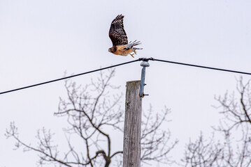 Brown hawk flying over bare trees and telephone pole in neighborhood in winter