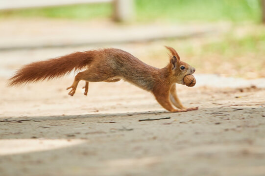 Red squirrel or Eurasian red squirrel (Sciurus vulgaris) leaping across the ground with a nut in it's mouth; Frankonia, Bavaria, Germany