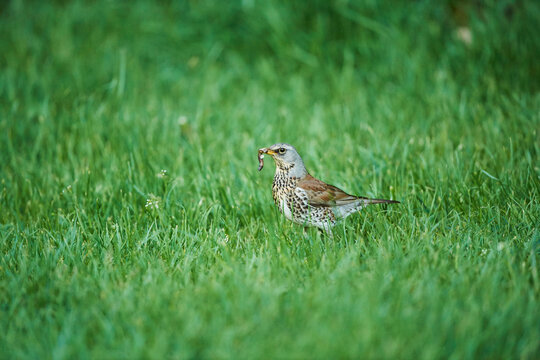 Fieldfare (Turdus pilaris) standing on a meadow holding a worm in it's mouth; Bavaria, Germany