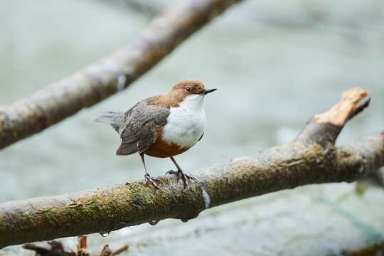 White-throated dipper (Cinclus cinclus) perched on a branch at Isar river; Munich, Bavaria, Germany