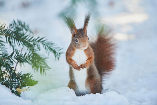 Portrait of a Eurasian red squirrel (Sciurus vulgaris) standing in the snow; Bavaria, Germany