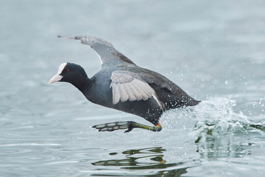 Eurasian coot (Fulica atra) running on the surface of the water; Bavaria, Germany