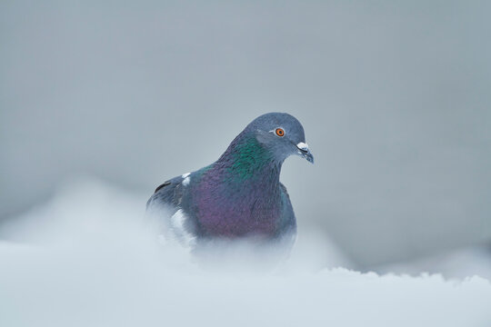Portrait of a Feral pigeon (Columba livia domestica) standing in snow; Bavaria, Germany