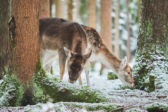 Fallow deer (Dama dama) in a snowy forest, captive; Bavaria, Germany - Powered by Adobe