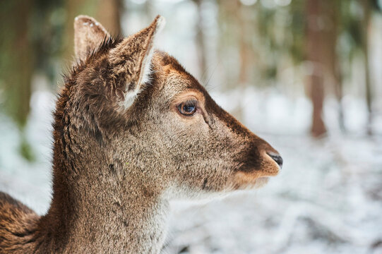 Portrait of a fallow deer (Dama dama), Bavaria, Germany