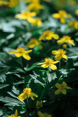 Yellow anemone flowers close-up in sunlight. Vertical orientation.
