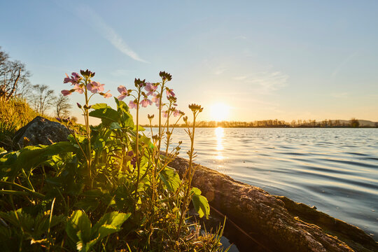 Cuckoo flower, lady's smock, mayflower or milkmaids (Cardamine pratensis) flower on the shore of a lake at sunset; Bavaria, Germany