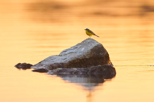 Western yellow wagtail (Motacilla flava) sitting on rock in the Danubia river at sunset; Bavaria, Germany