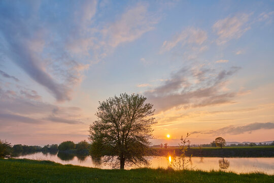 Pear or common pear (Pyrus communis) tree at sunset beside Danubia River; Bavaria, Germany