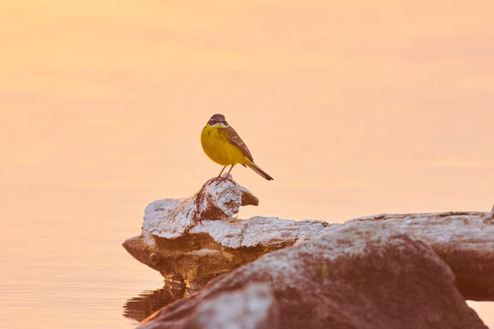 Western yellow wagtail (Motacilla flava) sitting on rock in the Danubia River at sunset; Bavaria, Germany