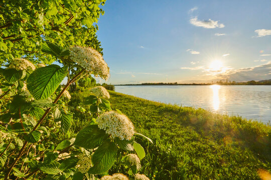 Wayfarer or wayfaring tree (Viburnum lantana) blooming beside Danubia River; Bavaria, Germany