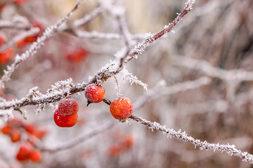 Some red berries with frost and ice crystals isolated against winter background