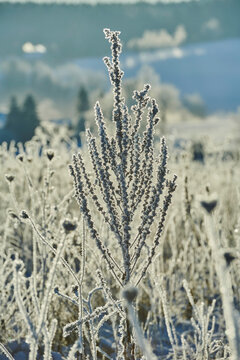 Frozen great mullein or common mullein (Verbascum thapsus) on a field; Bavaria, Germany