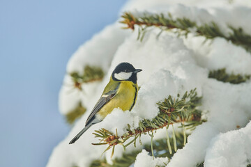 Great tit (Parus major) perched on a snowy branch; Bavaria, Germany