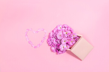 Delicate buds of sakura flowers near pink gift box. The petals form a heart. Greeting card for Valentine's Day. Pink background.