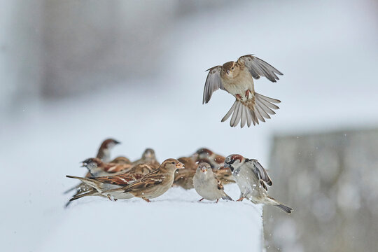 House sparrows (Passer domesticus) gather on a winter day; Bavaria, Germany