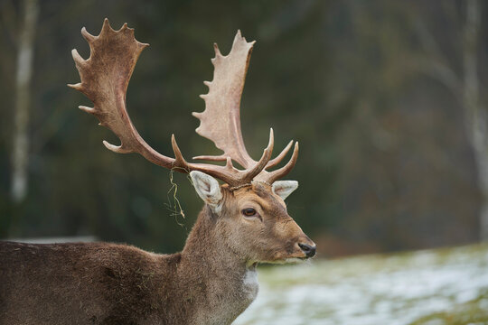 Portrait of a Fallow deer (Dama dama) buck; Bavaria, Germany