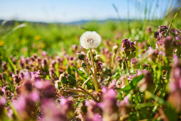 Dandelion seedhead (Taraxacum sect. Ruderalia) blossoming among wildflowers; Bavaria, Germany
