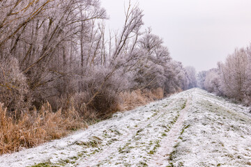 Snowy lonely path through icy landscape between rows of trees in winter