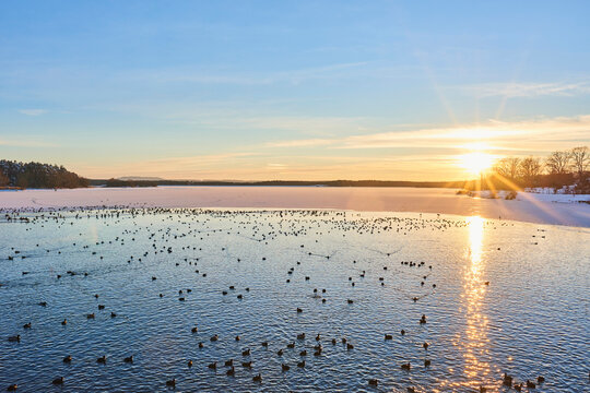 Abundance of Eurasian coot (Fulica atra) on a lake at sunrise; Frankonia, Bavaria, Germany