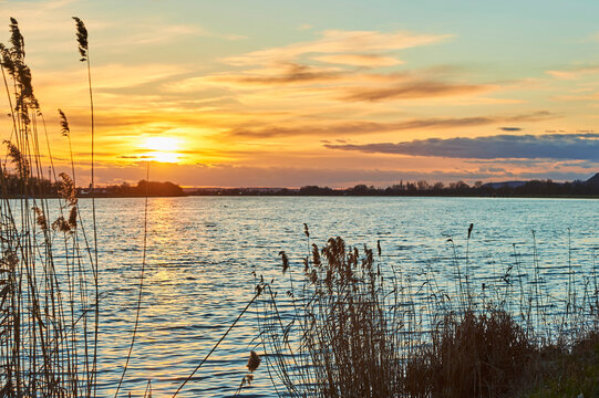Common reed (Phragmites australis) along Danube River at sunset; Bavaria, Germany