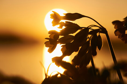 Common cowslip or cowslip primrose (Primula veris) silhouetted at sunset; Bavaria, Germany