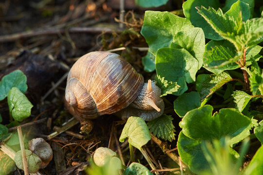 Roman snail or Burgundy snail (Helix pomatia) in a garden; Bavaria, Germany