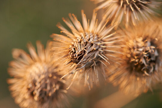 Greater burdock, gobo, edible burdock, lappa, beggar's buttons, thorny burr or happy major (Arctium lappa) seeds; Upper Palatinate, Bavaria, Germany