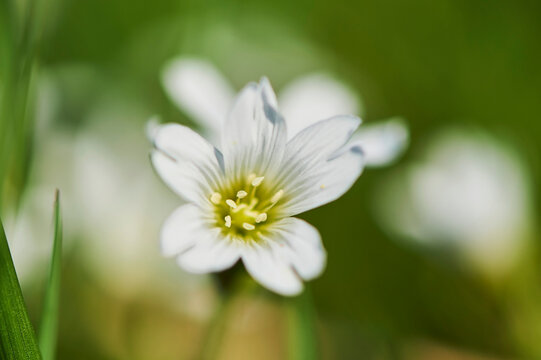 Field mouse-ear or field chickweed (Cerastium arvense) blooming; Bavaria, Germany