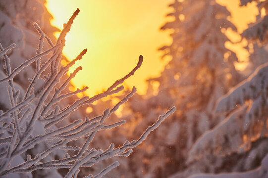 Frozen Norway spruce or European spruce (Picea abies) tree at sunrise on Mount Arber, Bavarian Forest; Bavaria, Germany