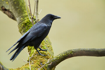 Carrion crow (Corvus corone) sitting on a branch; Bavaria, Germany